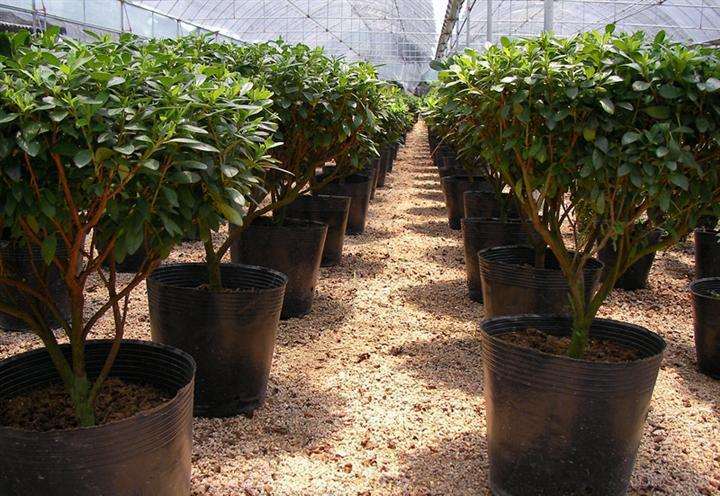 植物病害怎样诊断的4个方法