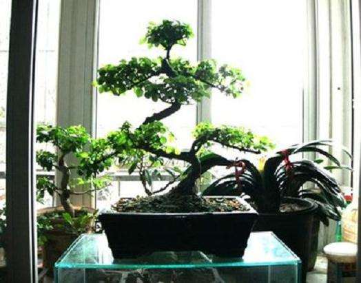 小叶女贞盆景制作中存在一些问题