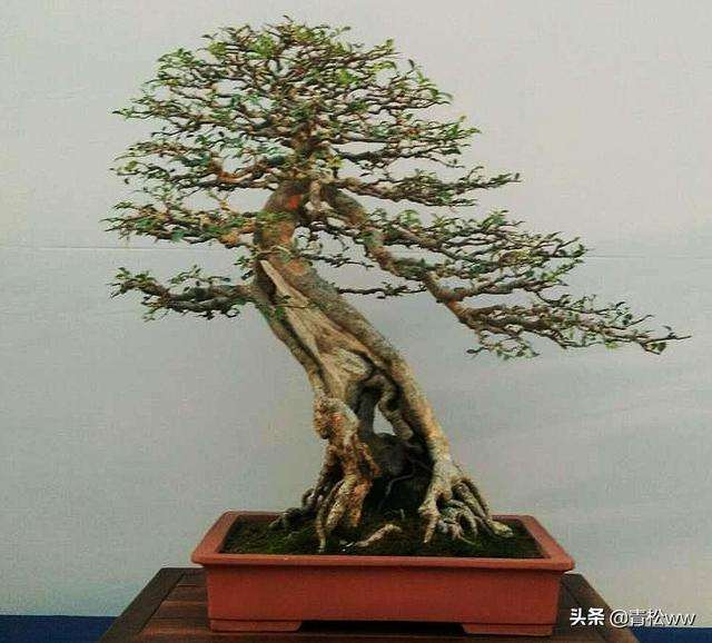 盆景树木枯干怎么形成的途径有2种