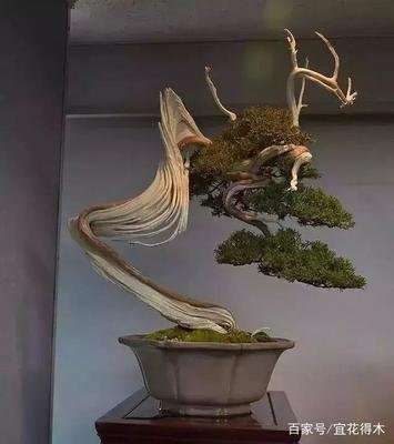 盆景艺术怎样养护与管理的方法