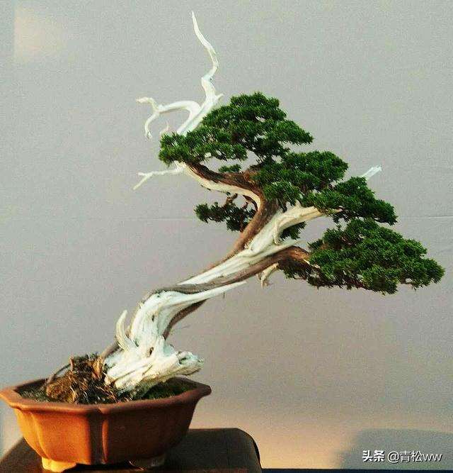 怎样设计盆景艺术的工具材料