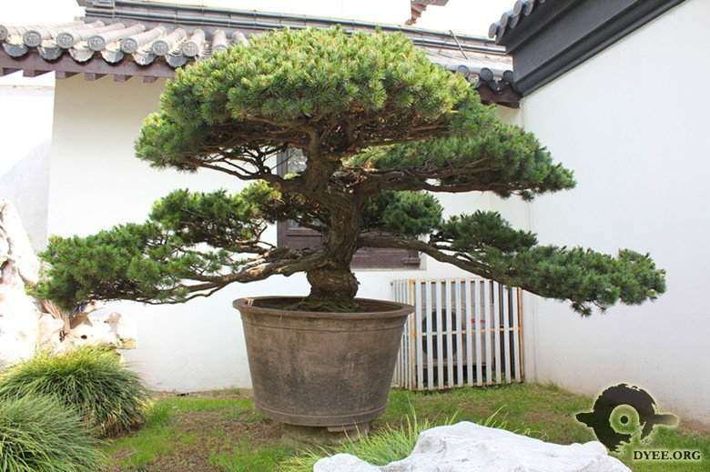 怎么制作盆景舍利干的方法