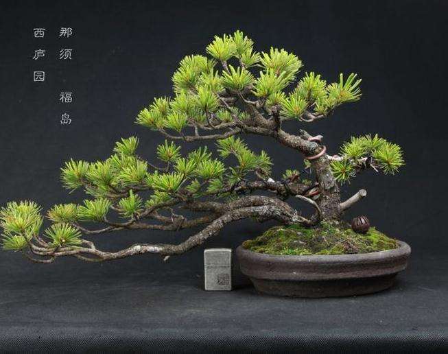 五叶松盆景怎样养护管理的3个方法