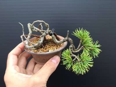 五叶松盆景怎样造型制作的方法