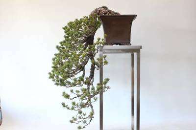 五针松盆景怎样栽培技术