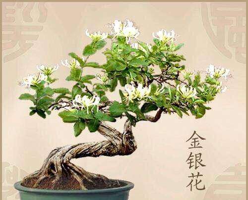 金银花盆景怎样养护的方法
