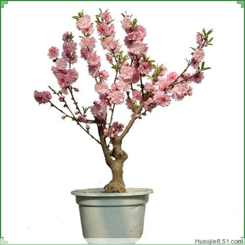 红叶李老桩盆景怎样制作与管理