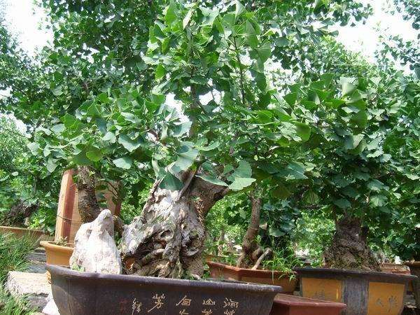 银杏老桩盆景怎样养护管理与观赏