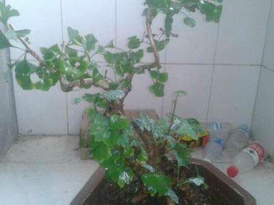 树木盆景怎样用土的方法