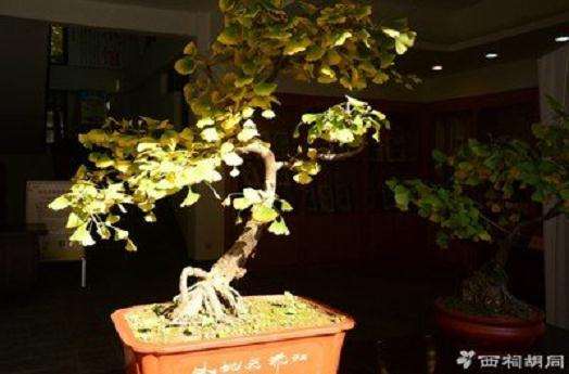 树木盆景栽种时怎样选盆的方法