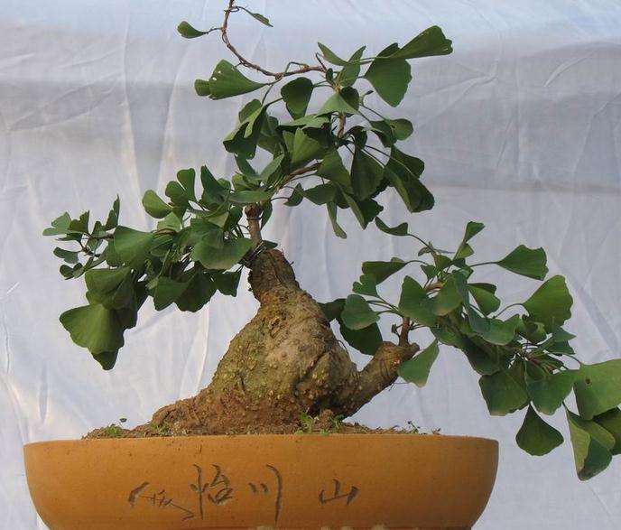 制作树木盆景的雕凿法与提根法