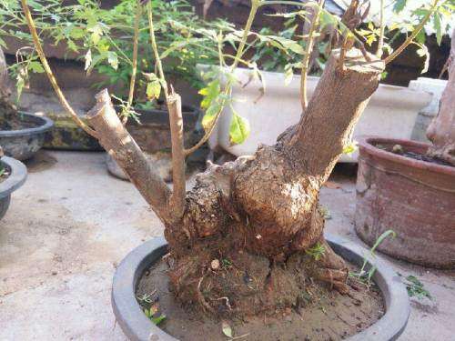 树木盆景的枝干怎样修剪的方法