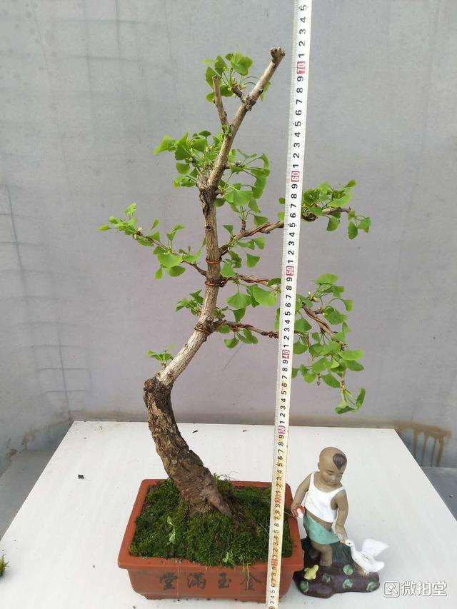 盆景怎样用金属丝扎的方法