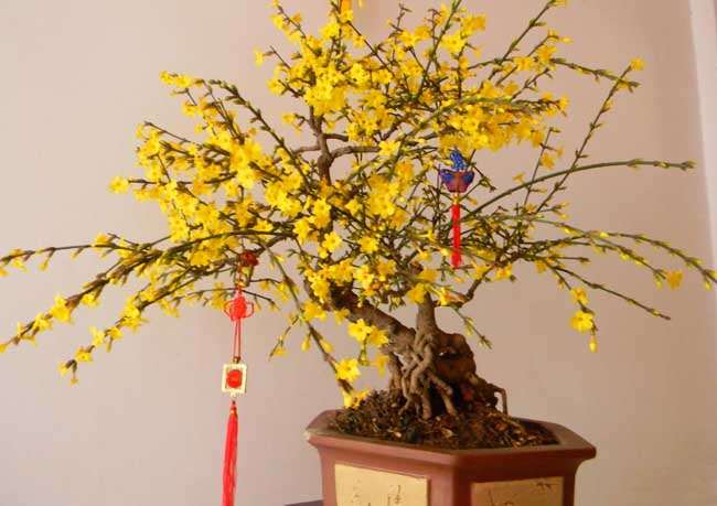 树胚盆景怎样加工造型的方法