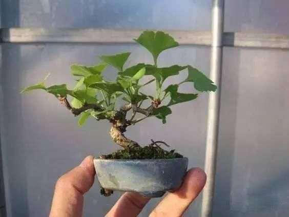 金银花树桩盆景怎么修剪的方法