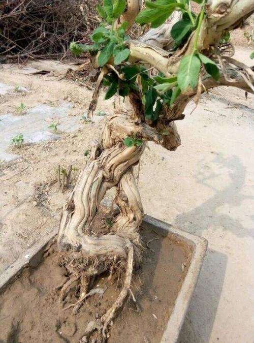 金银花盆景怎样上盆加工的方法