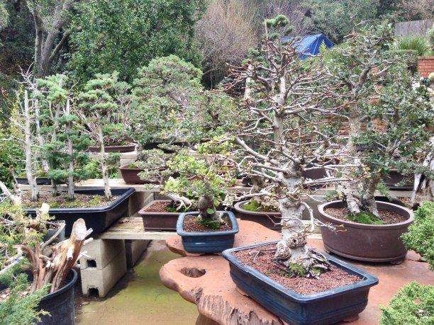 树木盆景阴阳性的鉴别有以下几个方面