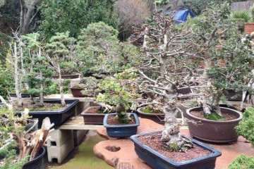 树木盆景阴阳性的鉴别有以下几个方面