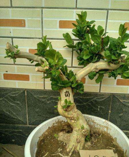 树木盆景翻盆时怎样修根的方法