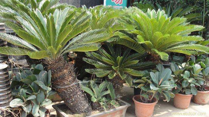 苏铁老桩盆景怎样养护与管理