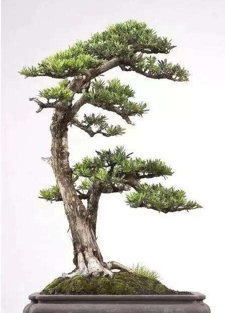 盆景中的双杆高树该如何去处理