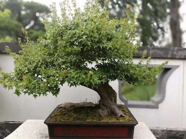 树桩盆景施肥的最好时间是什么时候