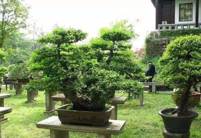 树桩盆景施肥的最好时间是什么时候