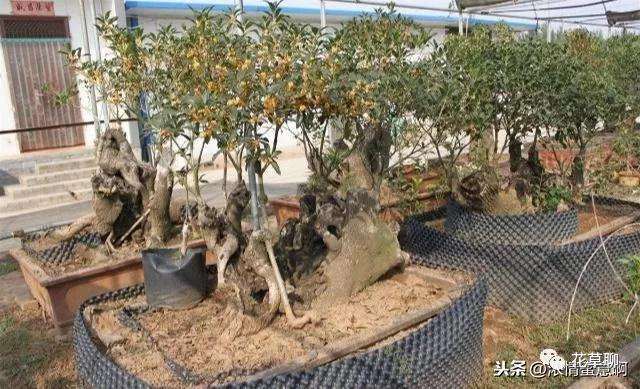 天价桂花盆景 一棵卖到18万 图片