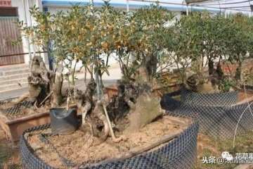 天价桂花盆景 一棵卖到18万 图片