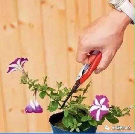 花卉盆景怎样摘心修剪的方法 图片