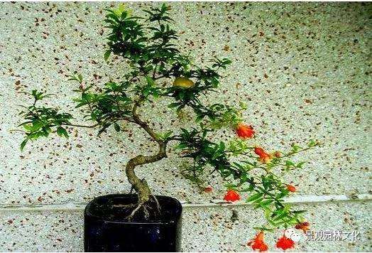 花卉盆景怎样摘心修剪的方法 图片