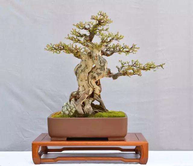 黄杨盆景下山桩头发芽后做到3点养护