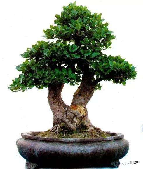 大叶黄杨盆景移栽后怎样浇水的方法