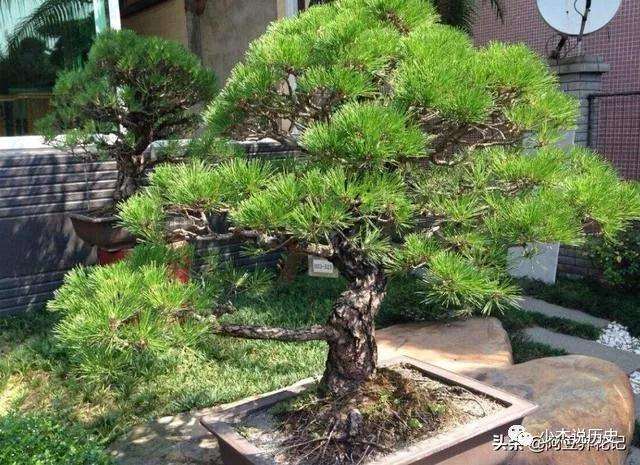 黑松盆景移植后怎样浇水方法的方法