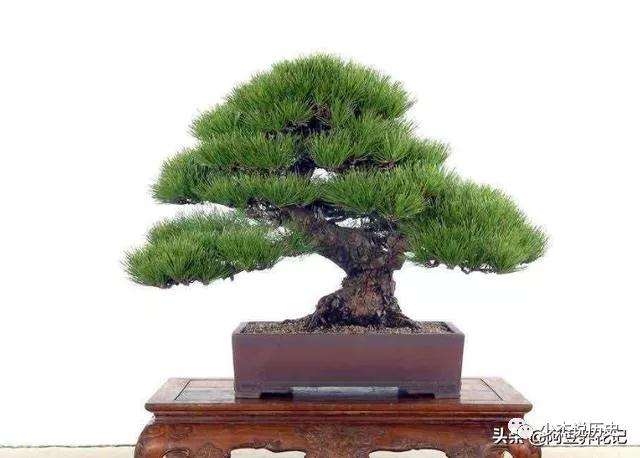 黑松盆景移植后怎样浇水方法的方法