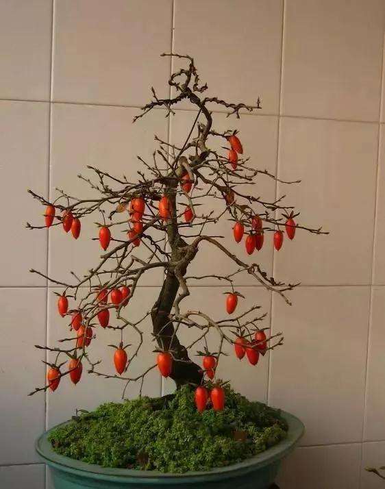 老鸹柿老桩为何适合做盆景