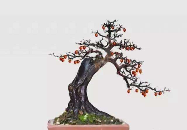 老鸹柿老桩为何适合做盆景