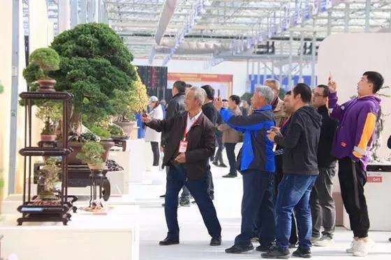 如皋市小微盆景再添新成绩