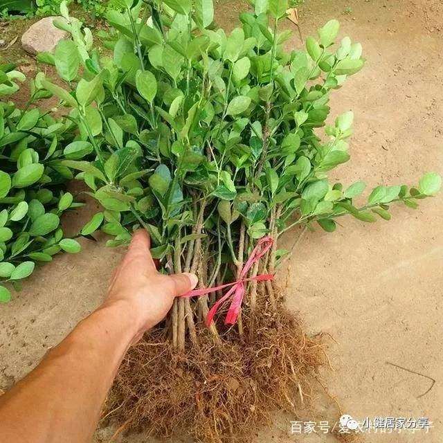 什么时候是扦插黄杨盆景最好的季节