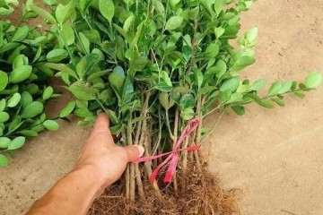 什么时候是扦插黄杨盆景最好发芽的季节