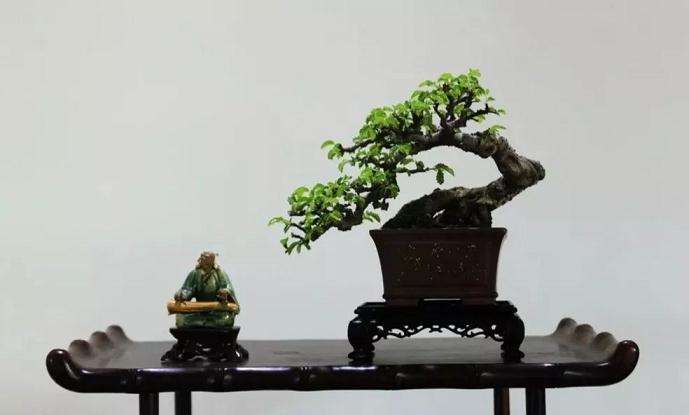 诗情画意则是盆景爱好家们追求的最高境界