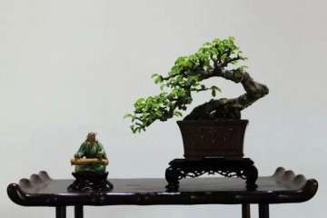 诗情画意则是盆景爱好家们追求的最高境界