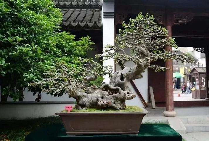 赏石和盆景做一些粗略的梳理和探讨