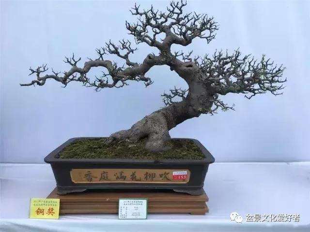 回旋式盆景怎样造型的技巧