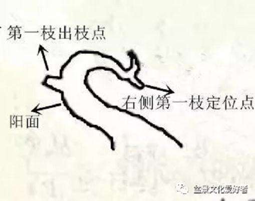 回旋式盆景怎样造型的技巧