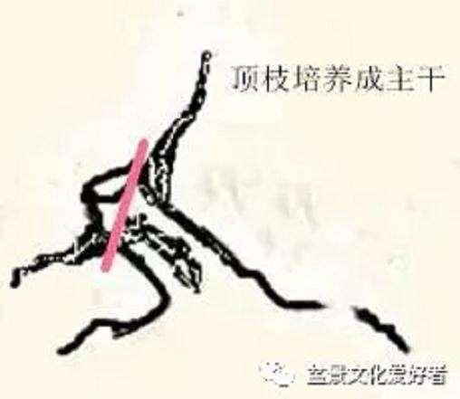 回旋式盆景怎样造型的技巧