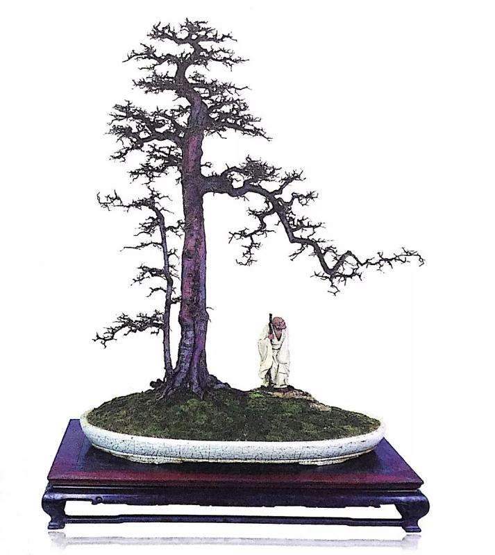 文人树盆景怎样制作的方法
