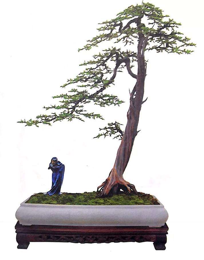 文人树盆景怎样制作的方法