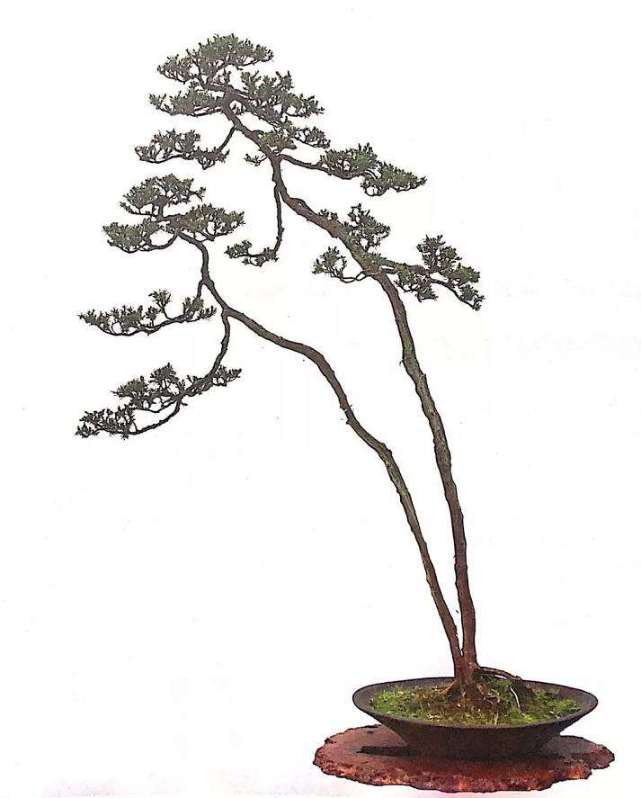 文人树盆景怎样制作的方法