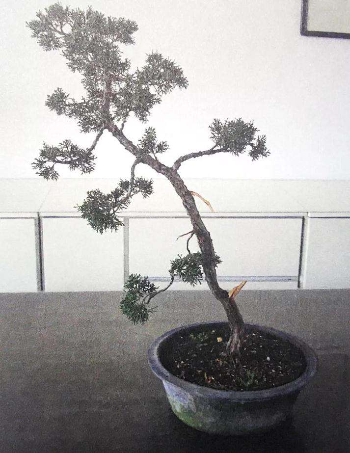 文人树盆景怎样制作的方法